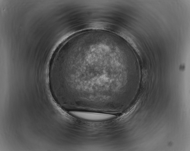 X0000098000939200804021028