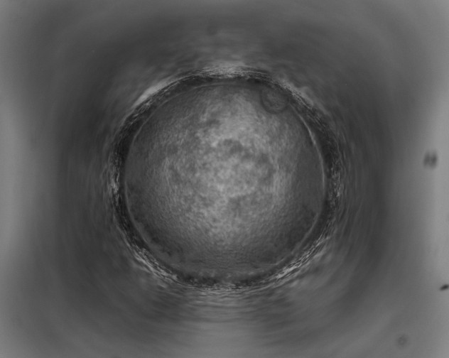 X0000098001206200804021024