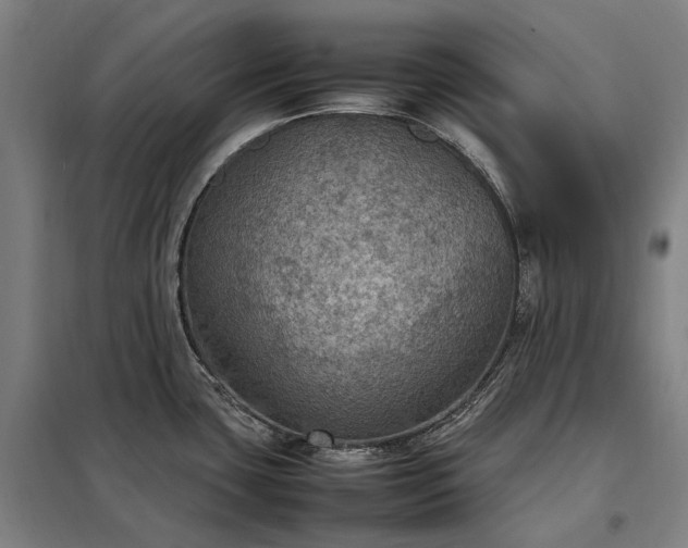 X0000098001435200804021021