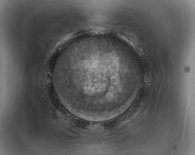 X0000098001447200804021020