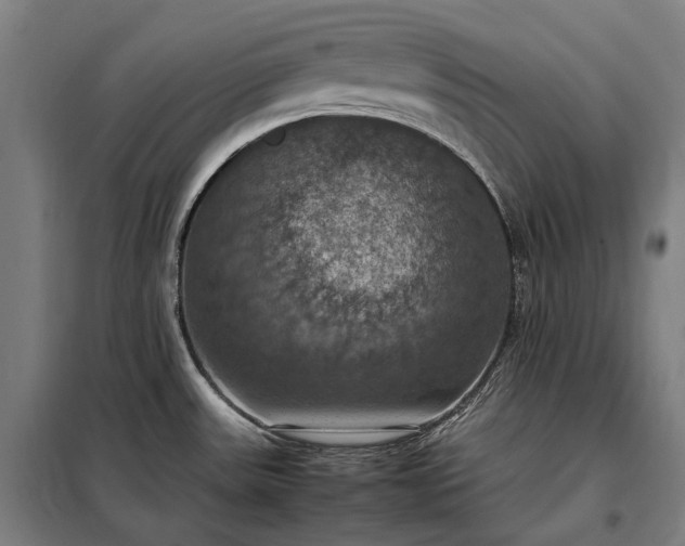 X0000098001531200804021020