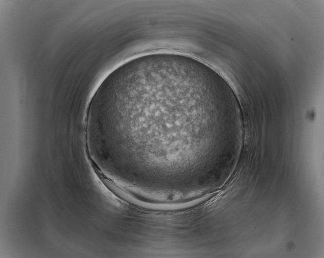 X0000098001532200804021020