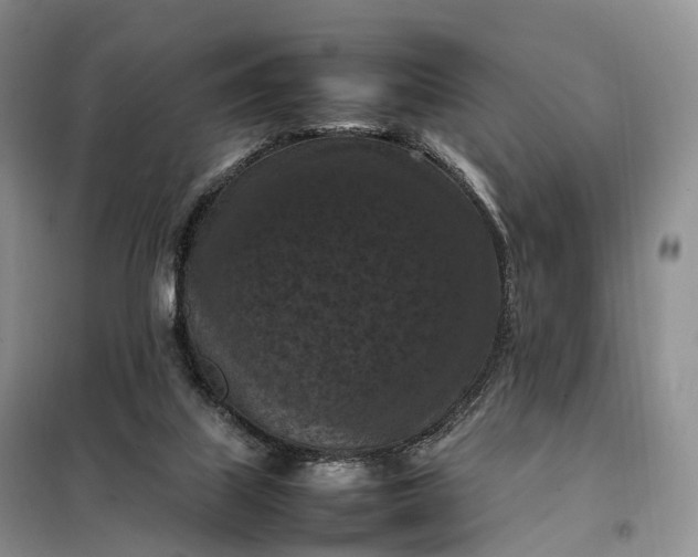 X0000098000067200804071229