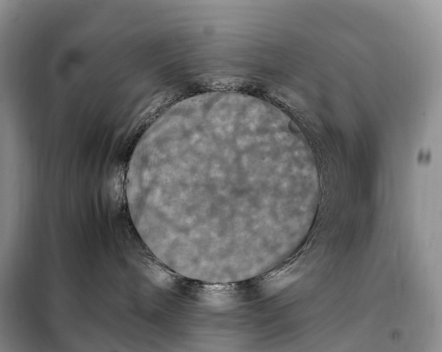 X0000098000240200804071226