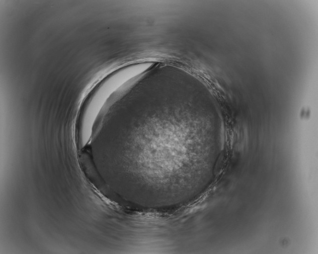 X0000098000244200804071225
