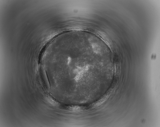 X0000098000301200804071225