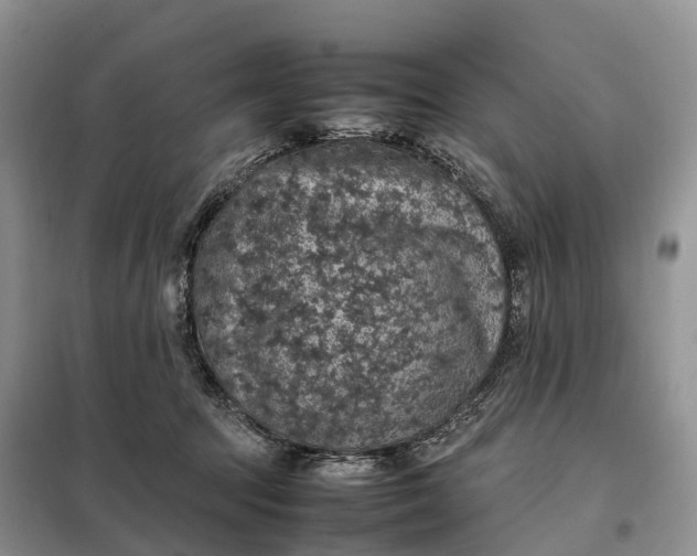 X0000098000369200804071224