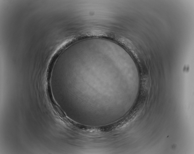X0000098000395200804071224