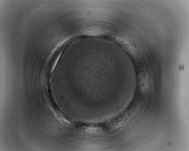 X0000098000400200804071223