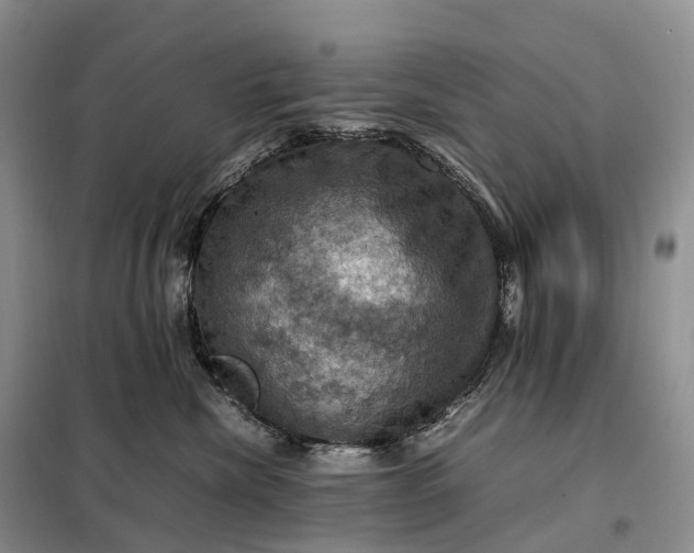 X0000098000476200804071223