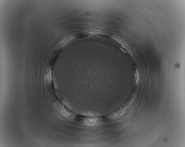 X0000098000479200804071223