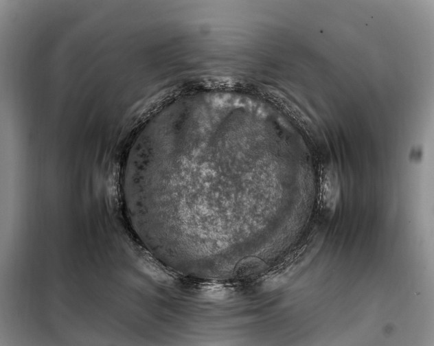 X0000098000616200804071219