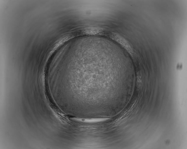 X0000098000626200804071219