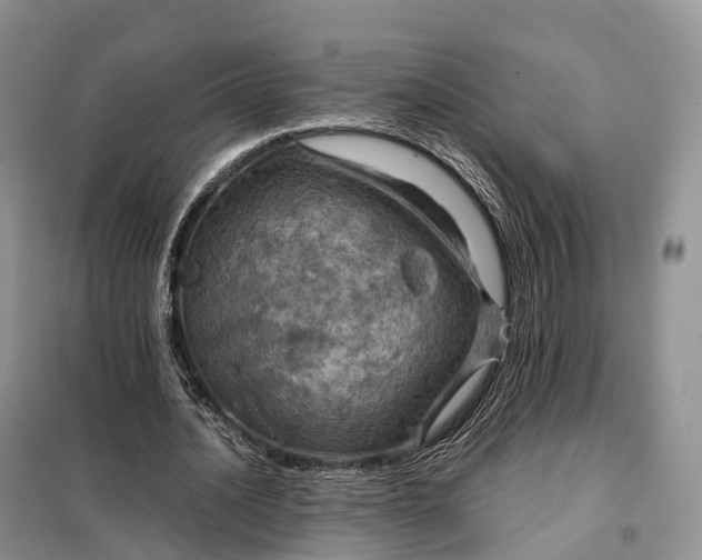 X0000098000628200804071219
