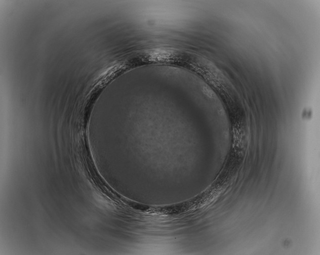 X0000098000648200804071219