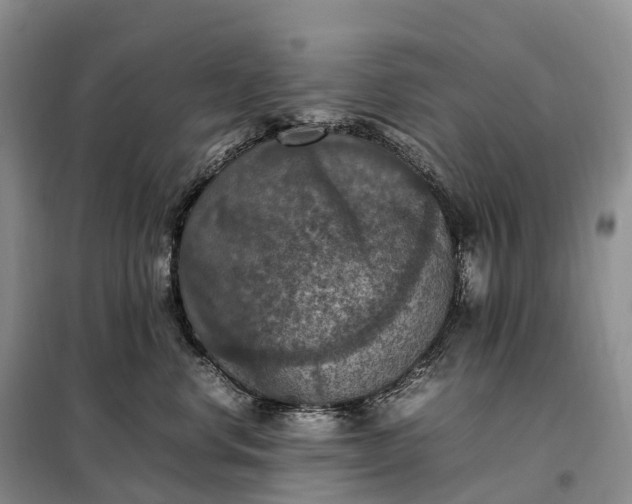 X0000098000668200804071219