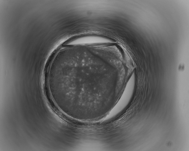 X0000098000726200804071217