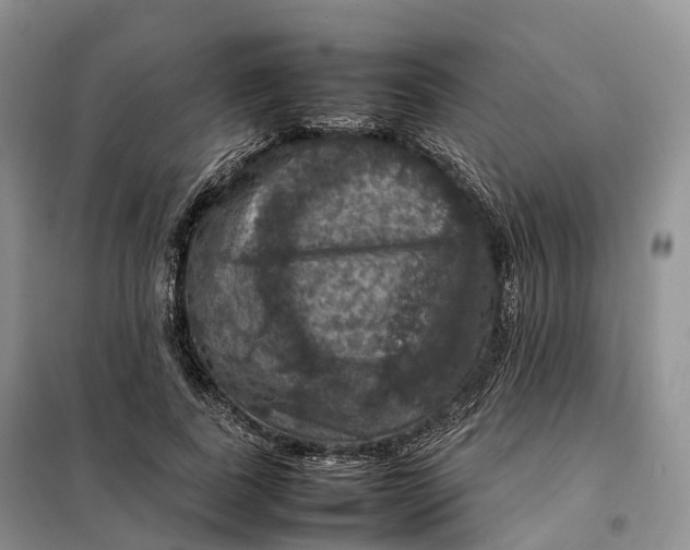 X0000098000739200804071217