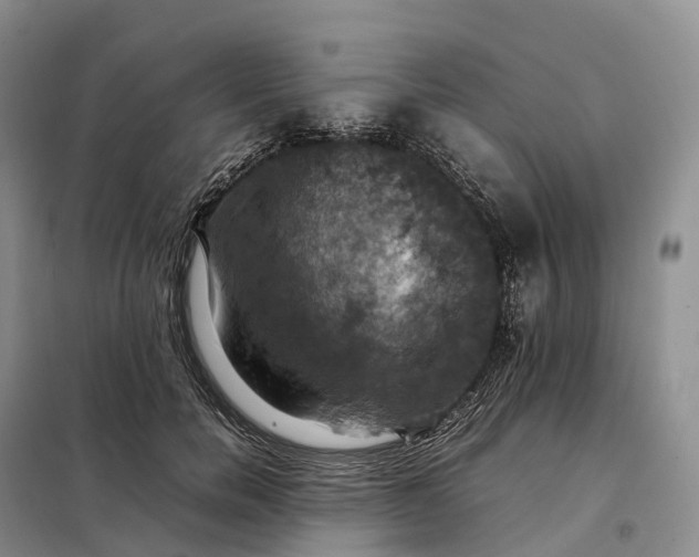 X0000098000750200804071217