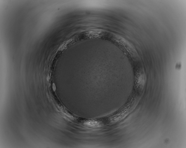 X0000098000759200804071217