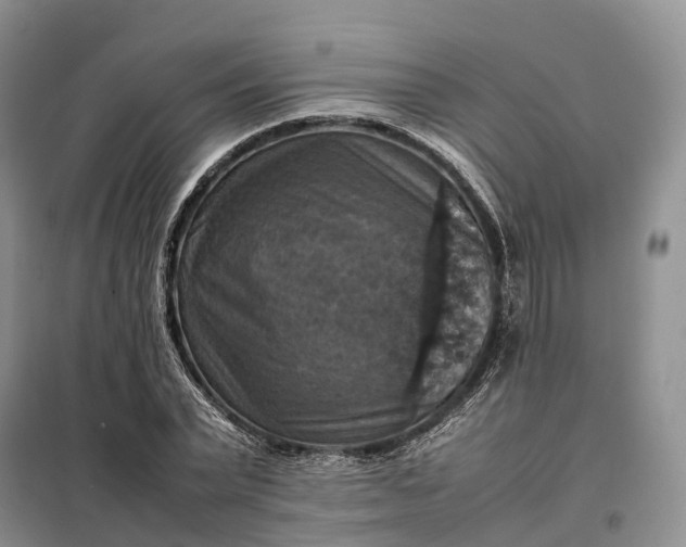 X0000098000783200804071217