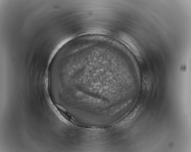 X0000098000804200804071216