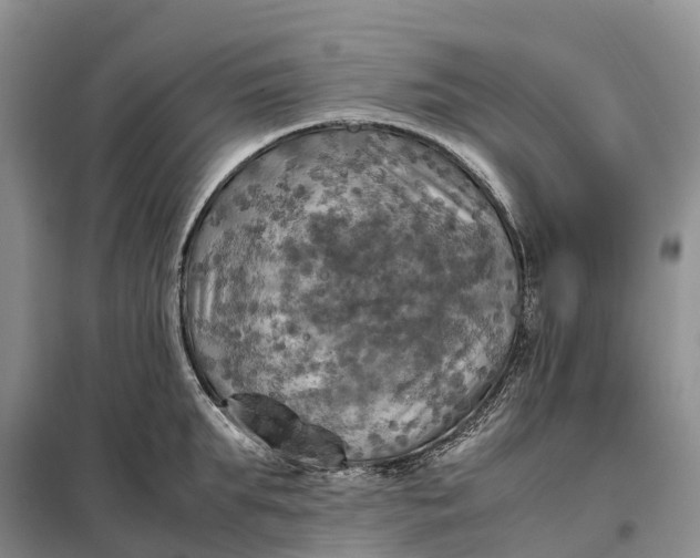 X0000098000903200804071215