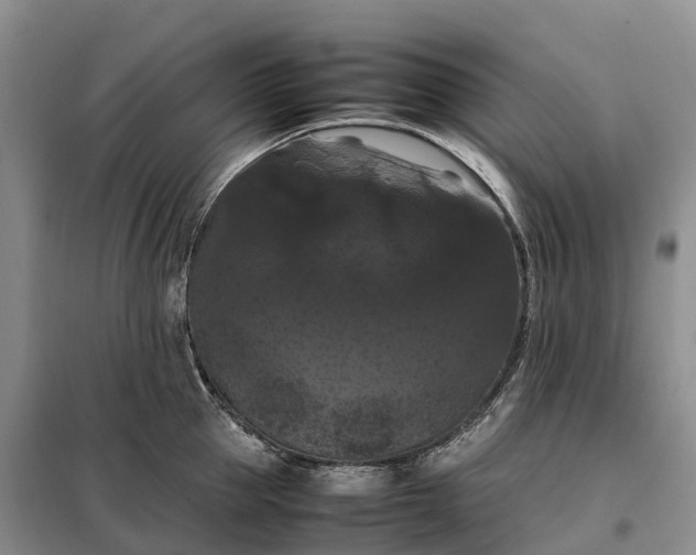 X0000098000953200804071215