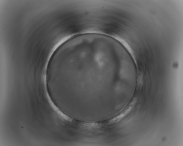 X0000098000957200804071215