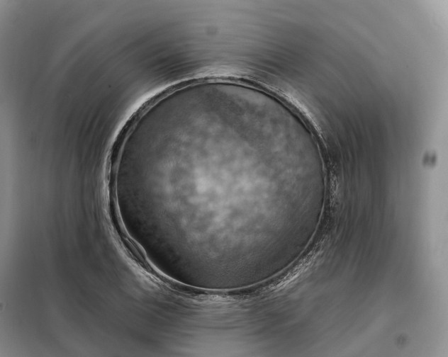X0000098001124200804071211