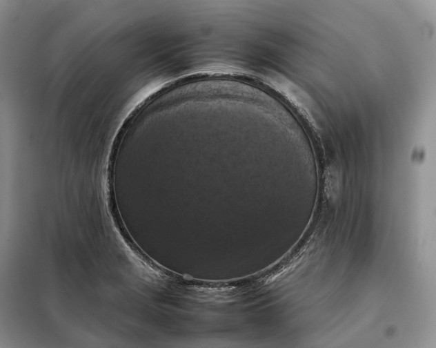 X0000098001229200804071209