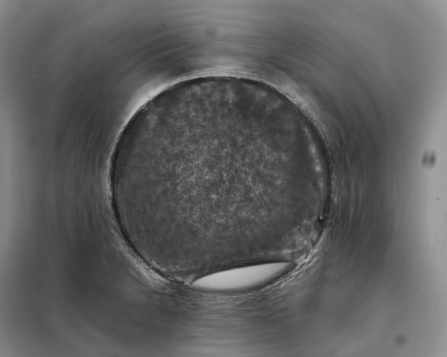 X0000098001230200804071210