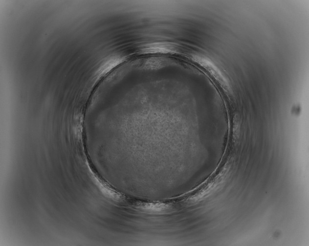 X0000098001233200804071210
