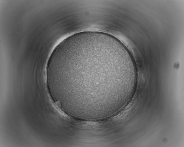 X0000098001238200804071210