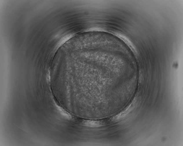 X0000098001241200804071210