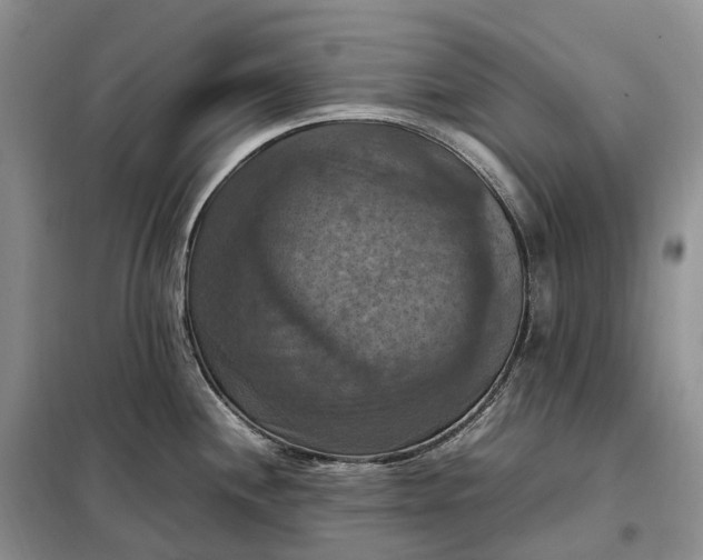 X0000098001244200804071210