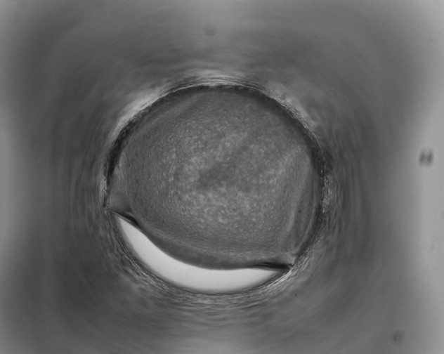 X0000098001261200804071209