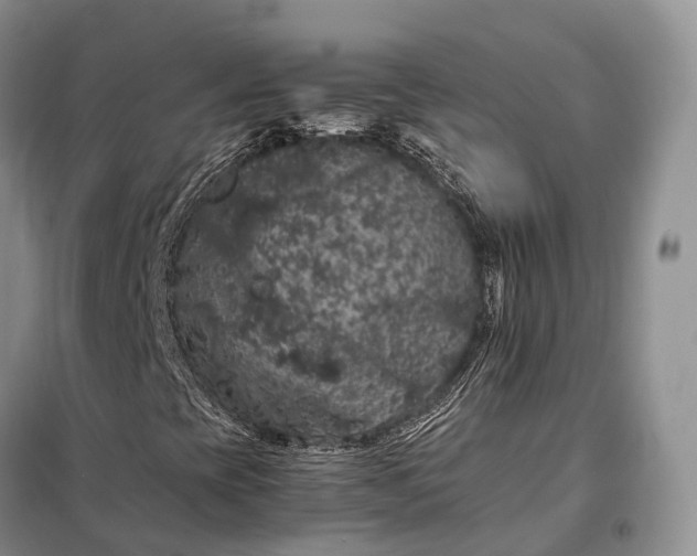 X0000098001393200804071206