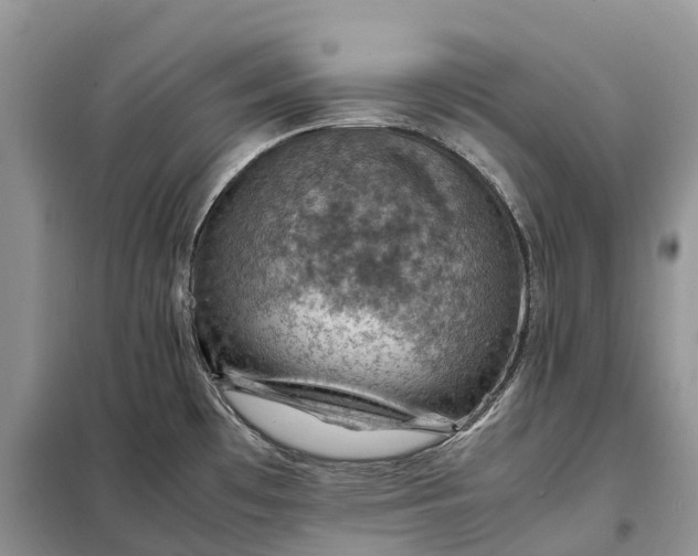 X0000098001481200804071205