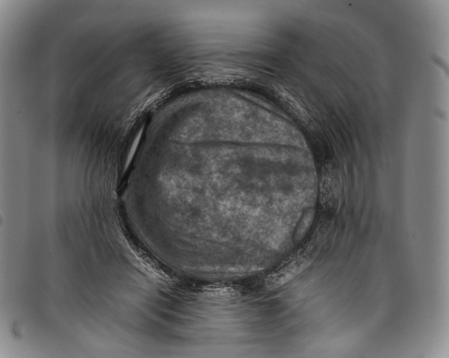 X0000098000454200804141211