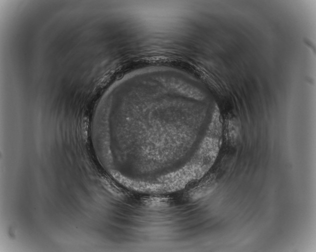 X0000098000664200804141208