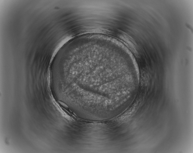 X0000098000804200804141205