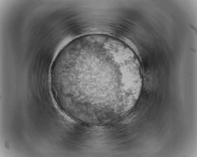 X0000098001096200804141201
