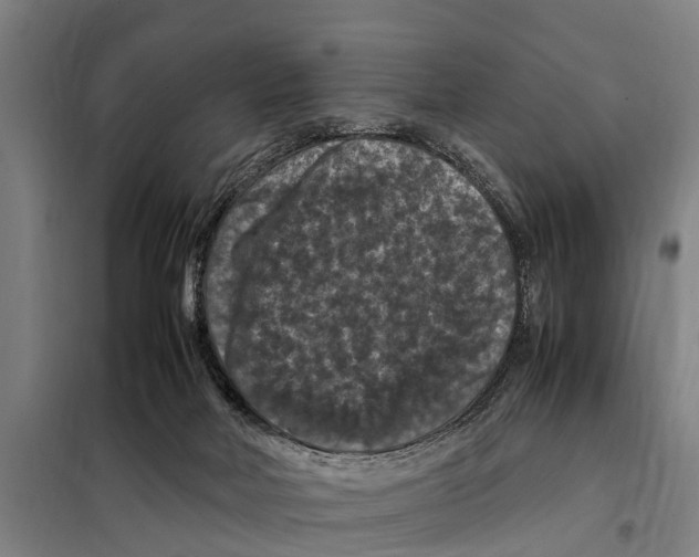X0000098000026200804211143