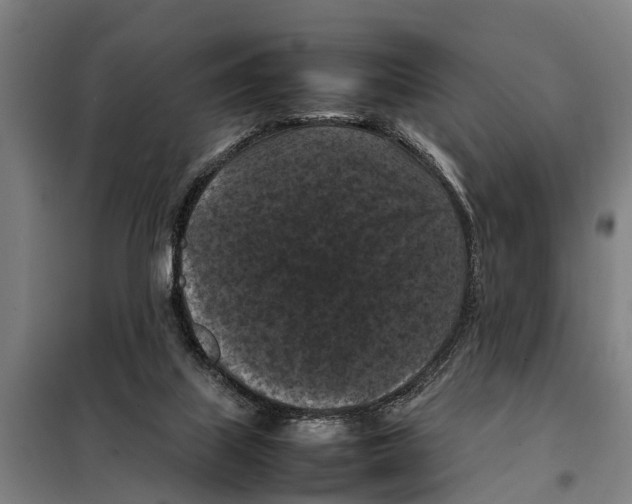 X0000098000067200804211142