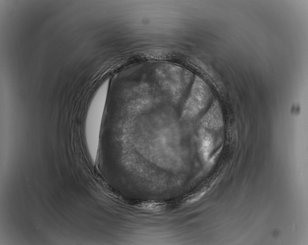 X0000098000117200804211142