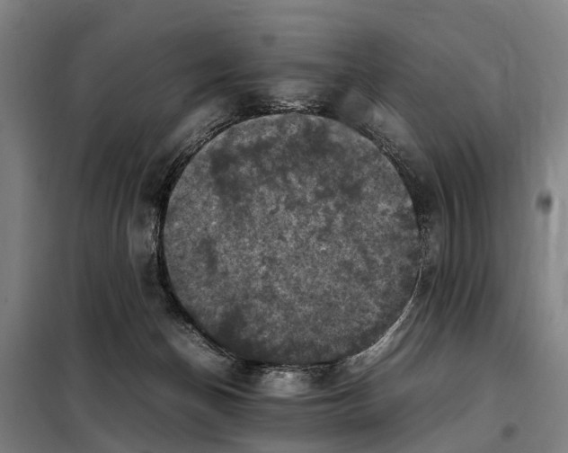 X0000098000174200804211141