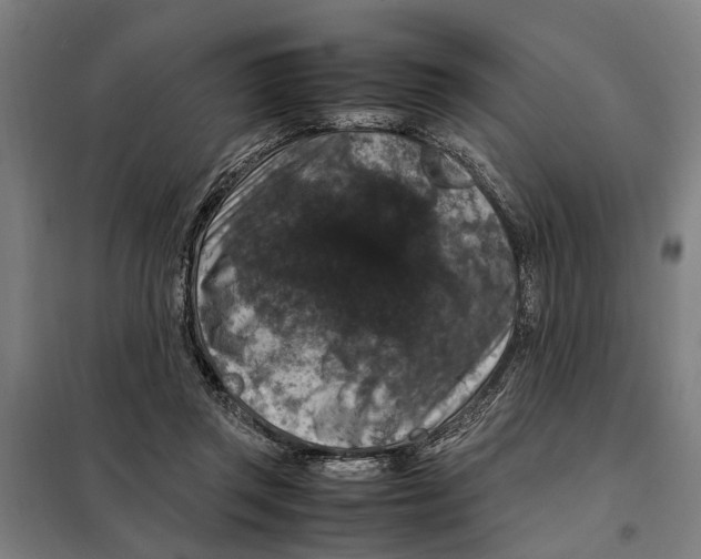 X0000098000357200804211137