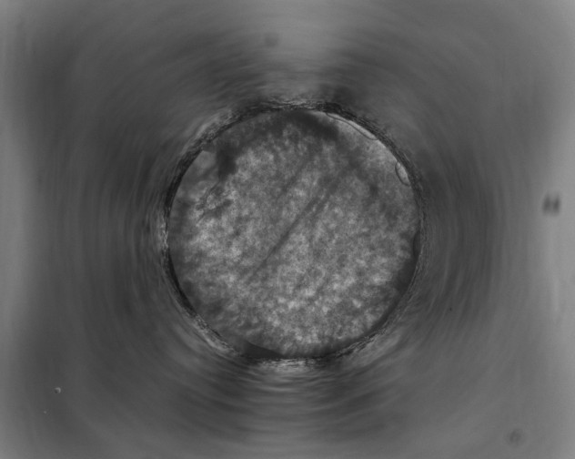 X0000098000384200804211138