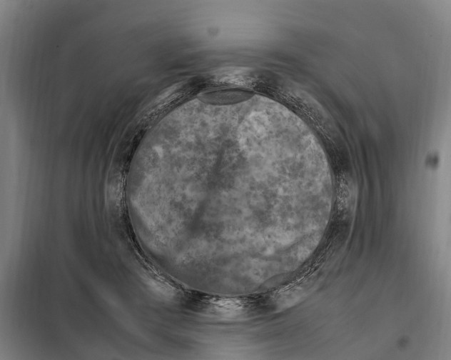 X0000098000409200804211137